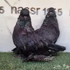 زوج لونق فيس مستوى فخم (( تم البيع ))