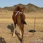 ناقه ملاقي شيخه تم البيع