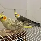 جوز كروان للبيع