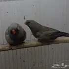 زيبرا شاركول مستوى قوي
