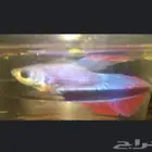 سمك زينه تكمل سنه في شهر رمضان بلغنا الله واياكم