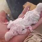 فروخ روز وذكر كروان منتج