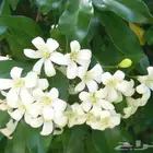 شتلات ياسمين مورايا