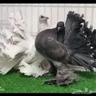 طبه رقاص الموند ((تم البيع))