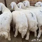 طليان جبرة طائفية