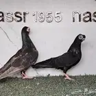 زوج حمام كوري مستوى طيب (( تم البيع ))