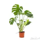 نباتات داخليه