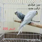 طيور زينة طيور الحب ببغاء انتاج محميتي