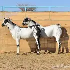مشاريع فحول بيشية صنف الصنف