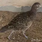 طير الفزن ( فزن أمريكي ) درب الصقر