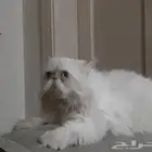 بكي فيس بيور مكة