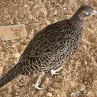 الصقور مالها إلا الفزن
