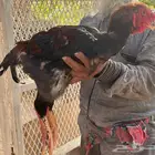 اعلان بيعه أندر و اغلى دجاج بالعالم