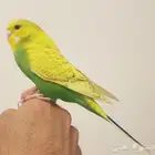 بادجي اليف هولندي ( تم البيع )