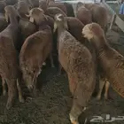 ذبايح مع الذبح والتوصيل