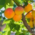 شتلات مشمش امل مطعوم 20 ريال