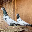 تيدي بيور ( تم البيع   )