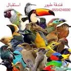فندقة قطط وطيور بين أيدي أمينة