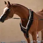 البطل جامح متاح للتشبية لوجه الله