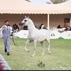 إيواء خيل بسعر مناسب
