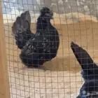 دجاج حباحب من الانتاج