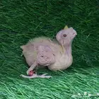 فرخ كروان لاتينو (( تم البيع ))