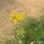 سنوت بلدي للبيع