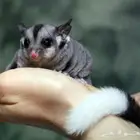 أريد suga glider ( سنجاب طائر ) للتبني