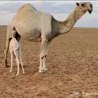 مطلوب ابل وضح كفو العدد من 10 الي 20