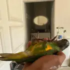 (تم البيع) ببغاء سنغالي يويو