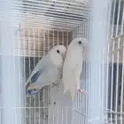 زوج روز فاخر منتج