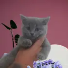 للبيع قطط كتن سكوتش فولد بلو اسكتلندا