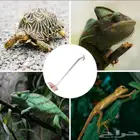 ملقط تغذية زواحف