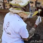 افضل انواع العسل