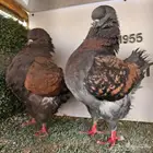 زوج كنق لون جميل (( تم البيع ))