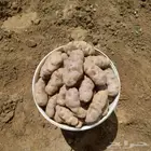 بطاط بلدي للبيع النماص والشحن لجميع المدن