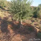 أشجار الزيتون المعمر