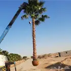 نخل واشنطني زينه