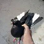 حمام قطيفي للبيع اخوان ذكر وانث طايره