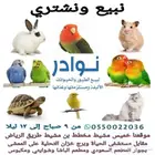 طيور حب بادجي كروان روز فشر كناري روز زيبرا