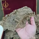 عود هندي تشار فاخر