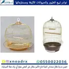 طيور زينة وجميع مستلزماتها للبيع