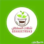 انجيله وعشب طبيعي فاخر وشتلات للحدائق والمشاريع