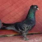 فواخر التركي الحرمي الدق بالكتف تم البيع