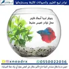 اكل ورمل قطط محل نوادر خميس مشيط