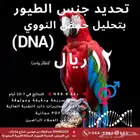 خدمات تحديد جنس الطيور بتحليل الحمض النوويDNA