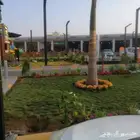 توريد جميع انواع الزهور الموسمية والمعمره