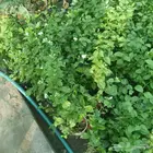زراعة ورى وتشجير وشجيرات ونجيله