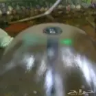 رأس نافورة حديقة شكل الفطر و أشكال أخرى للحدائق الجميلة