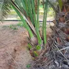 نخل من القصيم